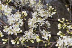 American Plum, Prunus americana