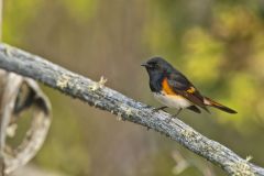 American Redstart, Setophaga ruticilla