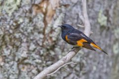 American Redstart, Setophaga ruticilla