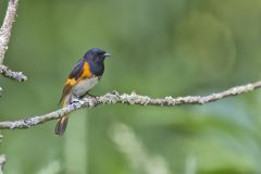 American Redstart, Setophaga ruticilla