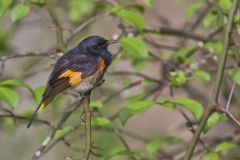 American Redstart, Setophaga ruticilla