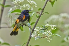 American Redstart, Setophaga ruticilla