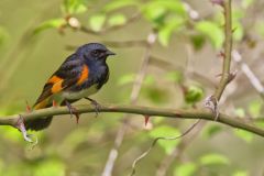 American Redstart, Setophaga ruticilla