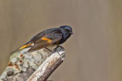 American Redstart, Setophaga ruticilla