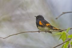 American Redstart, Setophaga ruticilla