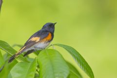 American Redstart, Setophaga ruticilla