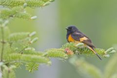 American Redstart, Setophaga ruticilla