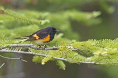 American Redstart, Setophaga ruticilla