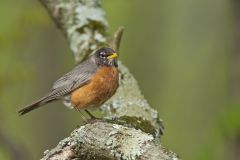 American Robin, Turdus migratorius