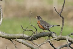 American Robin, Turdus migratorius