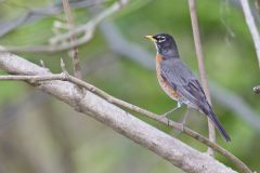 American Robin, Turdus migratorius