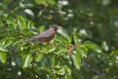 American Robin, Turdus migratorius