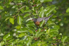 American Robin, Turdus migratorius