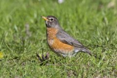 American Robin, Turdus migratorius