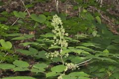 American Spikenard, Aralia racemosa