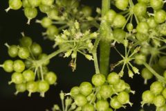 American Spikenard, Aralia racemosa