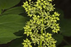 American Spikenard, Aralia racemosa