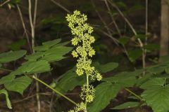 American Spikenard, Aralia racemosa