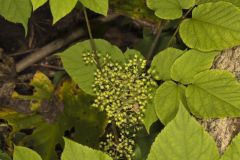 American Spikenard, Aralia racemosa