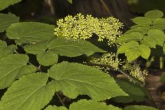 American Spikenard, Aralia racemosa