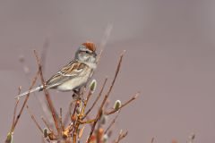 American Tree Sparrow, Spizella arborea