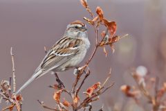 American Tree Sparrow, Spizella arborea