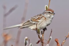 American Tree Sparrow, Spizella arborea