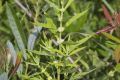 American Water Horehound, Lycopus americanus