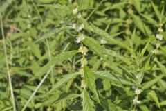 American Water Horehound, Lycopus americanus