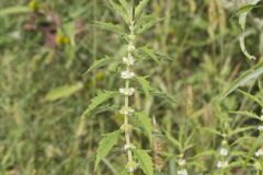 American Water Horehound, Lycopus americanus