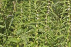 American Water Horehound, Lycopus americanus