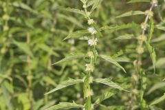 American Water Horehound, Lycopus americanus