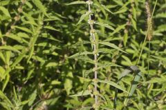 American Water Horehound, Lycopus americanus