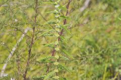 American Water Horehound, Lycopus americanus