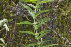 American Water Horehound, Lycopus americanus