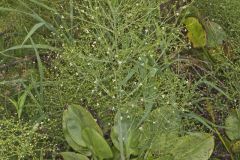 American Water Plantain, Alisma subcordatum