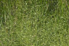 American Water Plantain, Alisma subcordatum