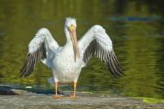 American White Pelican, Pelecanus erythrorhynchos