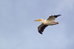 American White Pelican, Pelecanus erythrorhynchos