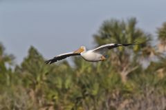 American White Pelican, Pelecanus erythrorhynchos