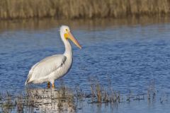 American White Pelican, Pelecanus erythrorhynchos