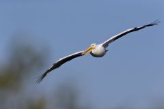 American White Pelican, Pelecanus erythrorhynchos