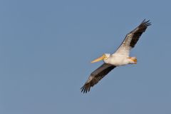 American White Pelican, Pelecanus erythrorhynchos