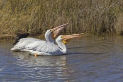 American White Pelican, Pelecanus erythrorhynchos