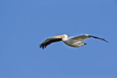 American White Pelican, Pelecanus erythrorhynchos