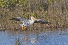 American White Pelican, Pelecanus erythrorhynchos