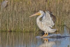 American White Pelican, Pelecanus erythrorhynchos