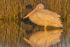 American White Pelican, Pelecanus erythrorhynchos