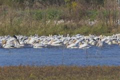 American White Pelican, Pelecanus erythrorhynchos