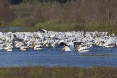 American White Pelican, Pelecanus erythrorhynchos